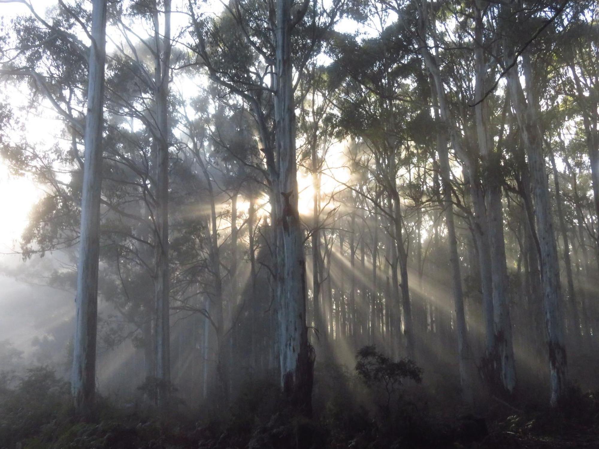 Sassafras Treehouse Private Home In The Dandenong Ranges, Victoria Εξωτερικό φωτογραφία