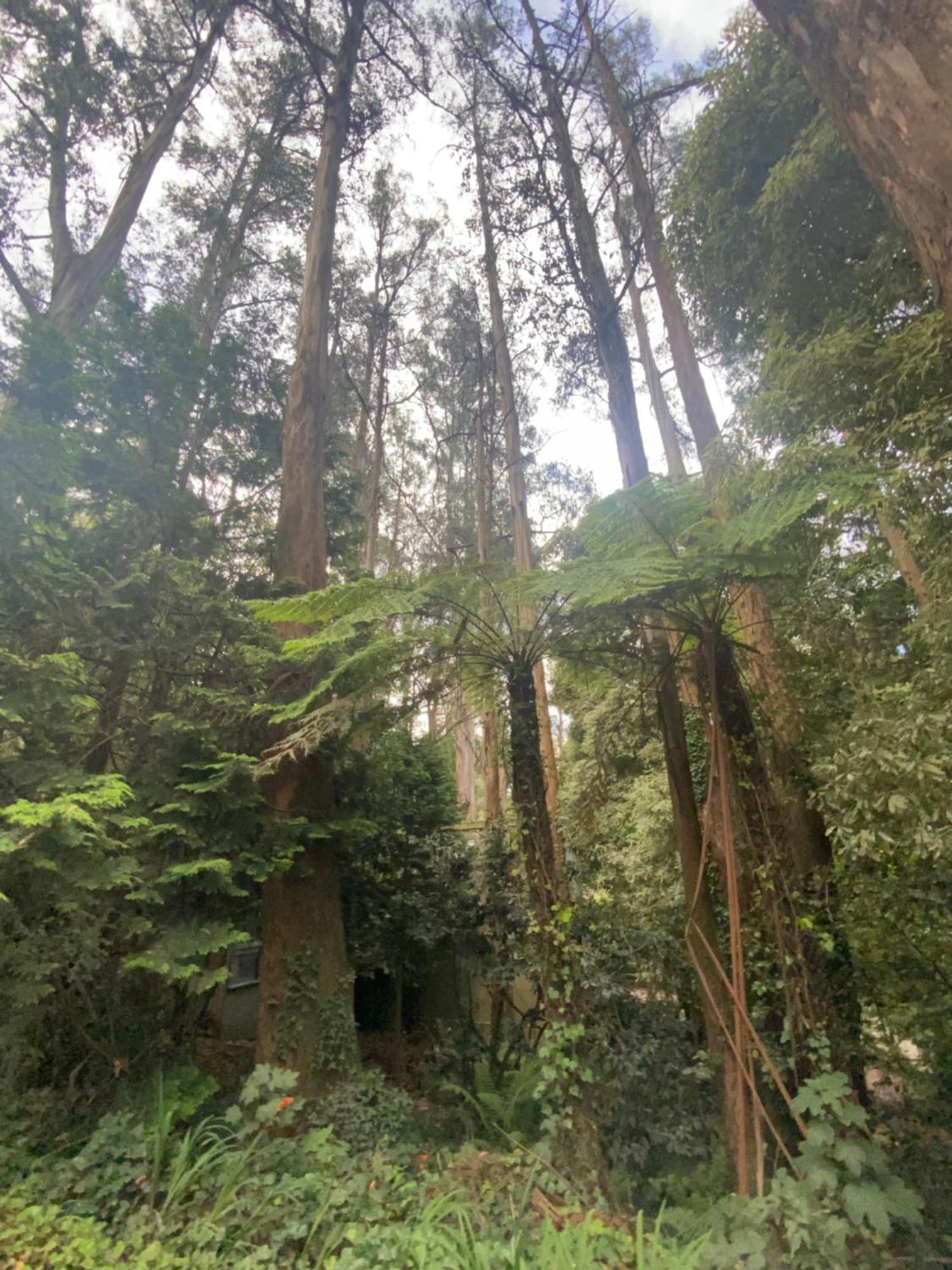 Sassafras Treehouse Private Home In The Dandenong Ranges, Victoria Εξωτερικό φωτογραφία
