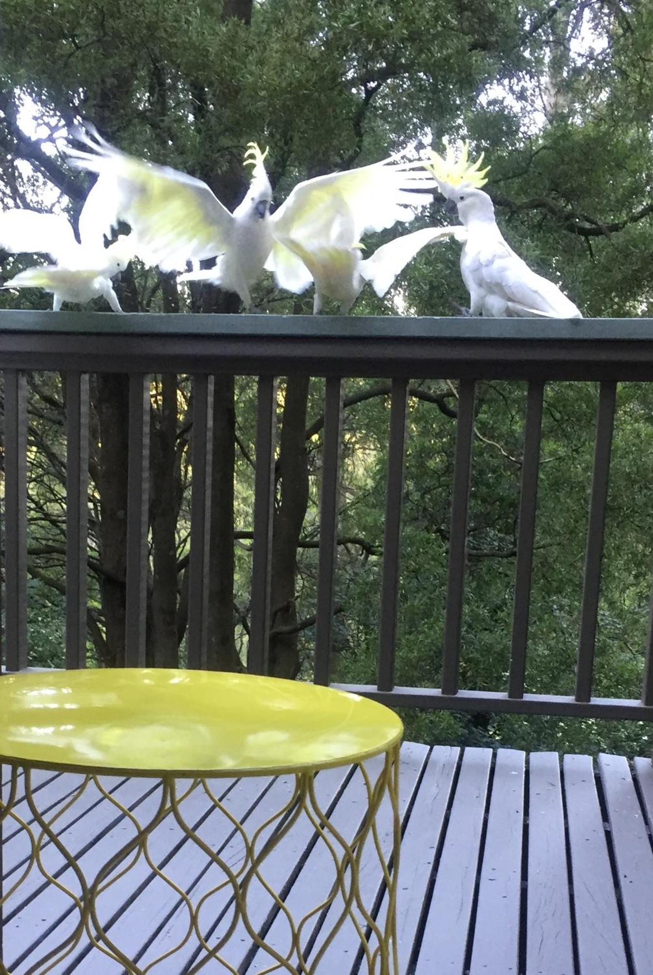 Sassafras Treehouse Private Home In The Dandenong Ranges, Victoria Εξωτερικό φωτογραφία